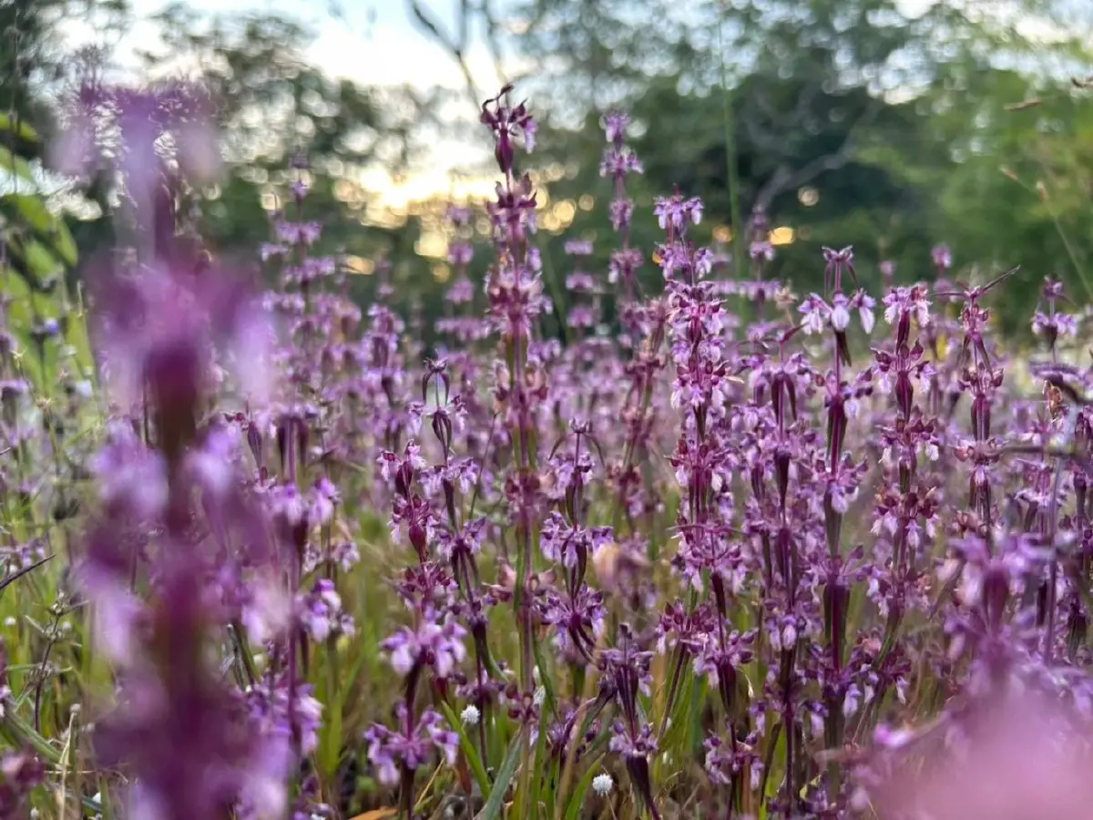 ชมความงาม "พรรณไม้พระราชทานนาม" บานสะพรั่ง ณ อุทยานแห่งชาติภูพาน