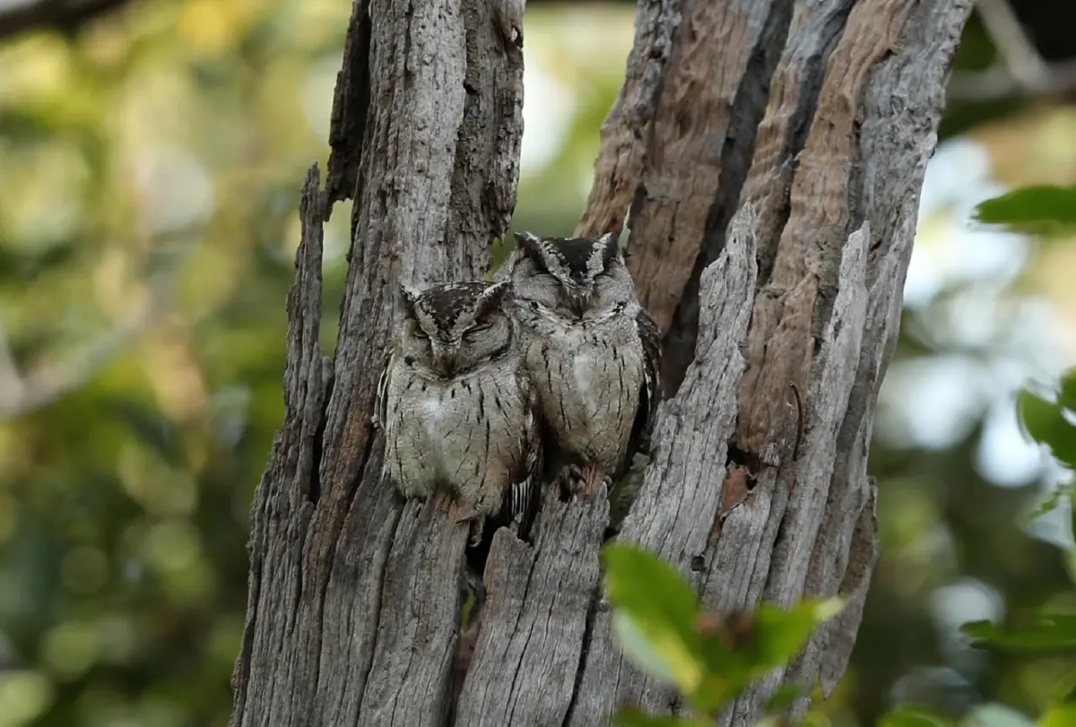 ‘มัธยประเทศทราเวลมาร์ท’ ประกาศศักดาเที่ยวอินเดียรัฐเดียวจบ