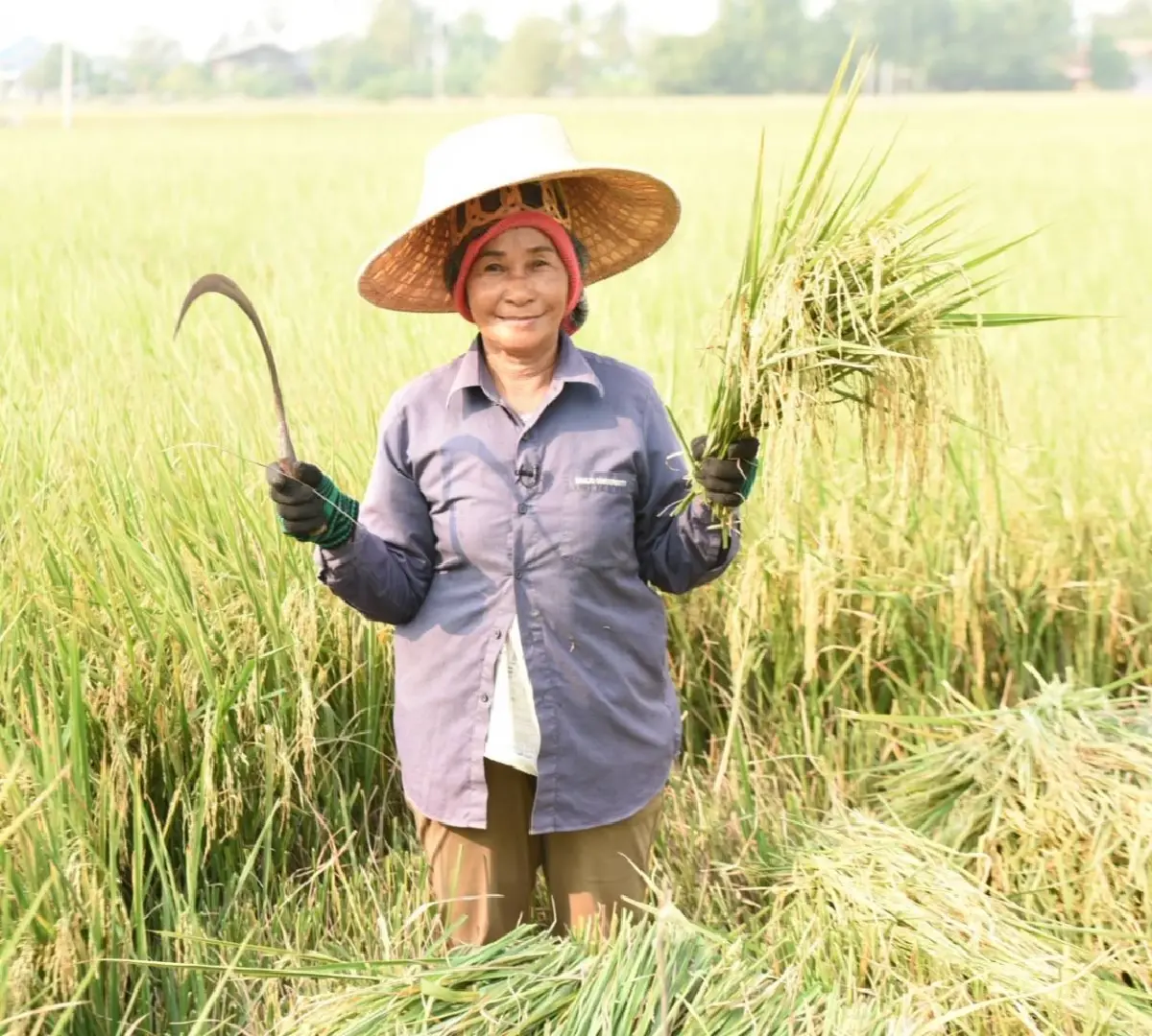 กรมการข้าวถก ธ.ก.ส. ระบายข้าวเปลือก เล็งเสิร์ฟข้าวบนเครื่องบิน