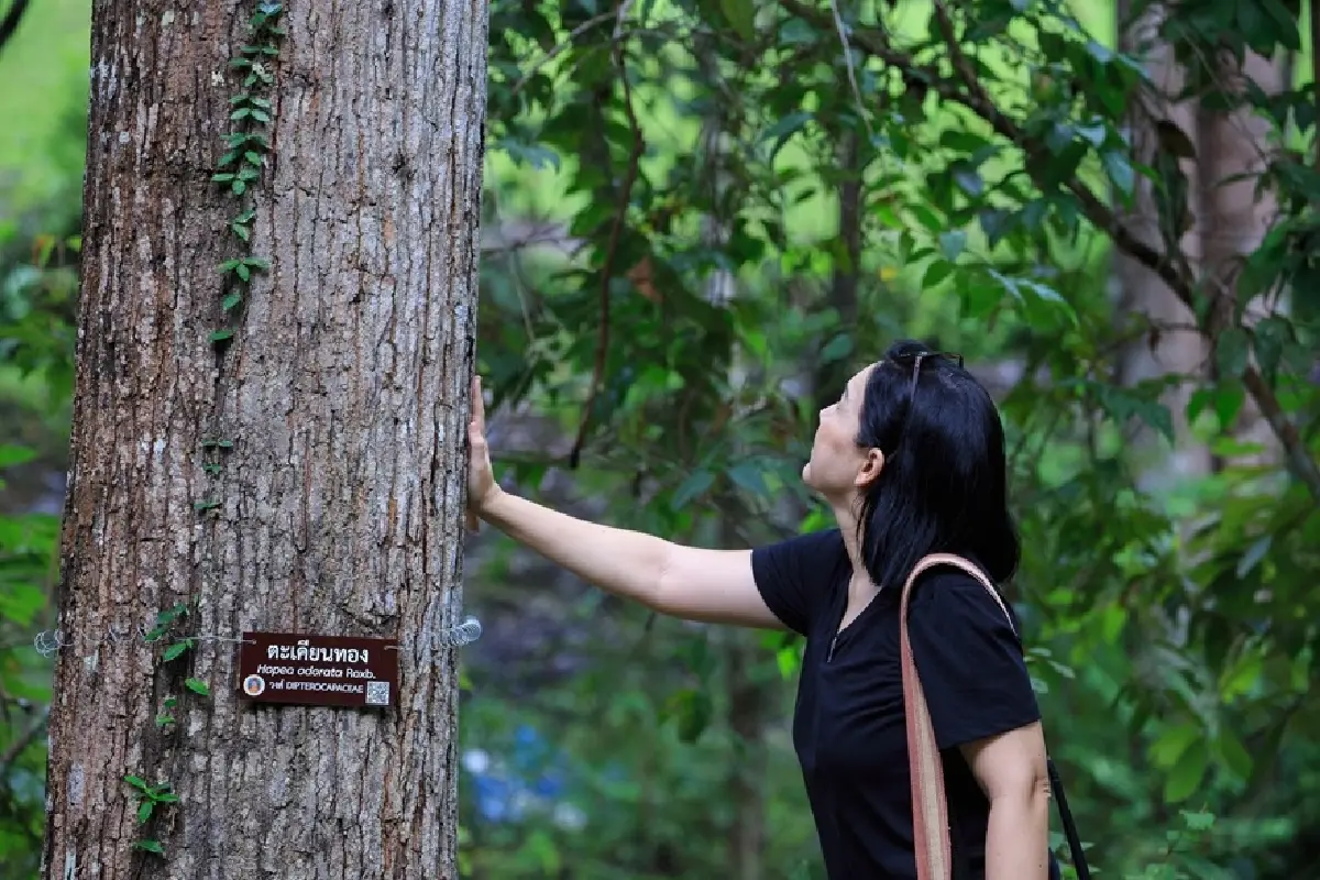 ชวนไปอาบป่า เที่ยวขุนขาน บ่อแก้ว สะเมิง ลิ้มรสอาหาร 4 ชนเผ่า