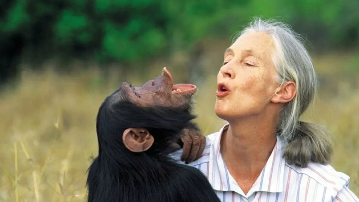 ‘เจน กูดดอลล์’ ผู้ปฏิวัติการศึกษาพฤติกรรมสัตว์ สร้างความหวังการอนุรักษ์สิ่งแวดล้อม