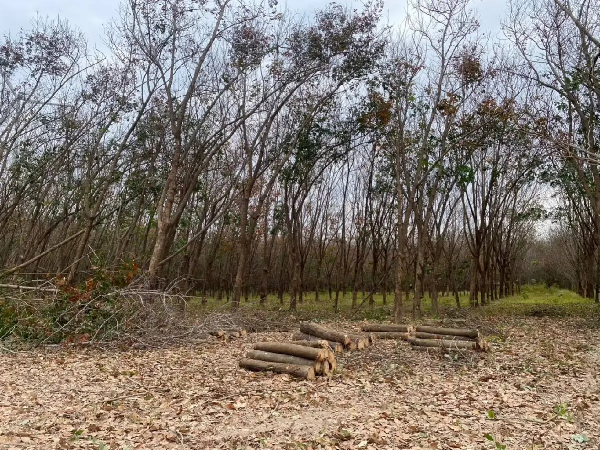 เริ่มแล้ว กยท. หนุนเกษตรกร ปลูกแทนยางพาราสู่ความยั่งยืนปี 69