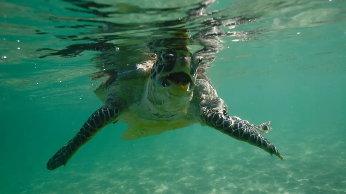 สมเด็จพระพันปีหลวง ทรงห่วงใย ‘เต่าทะเล’ ยก ‘เกาะมันใน’ ให้เป็นศูนย์อนุรักษ์