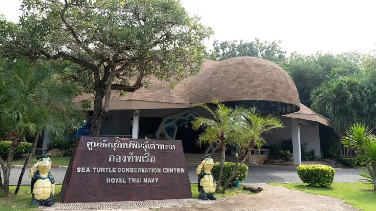 สมเด็จพระพันปีหลวง ทรงห่วงใย ‘เต่าทะเล’ ยก ‘เกาะมันใน’ ให้เป็นศูนย์อนุรักษ์