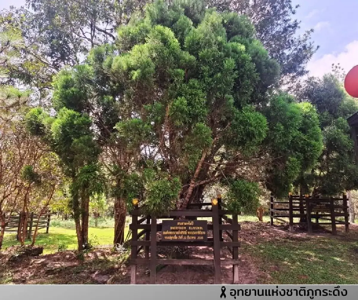 ตามรอย ต้นสนสามพันปี บนยอดภูกระดึง พระราชปณิธานสีเขียว 'สมเด็จพระพันปีหลวง'