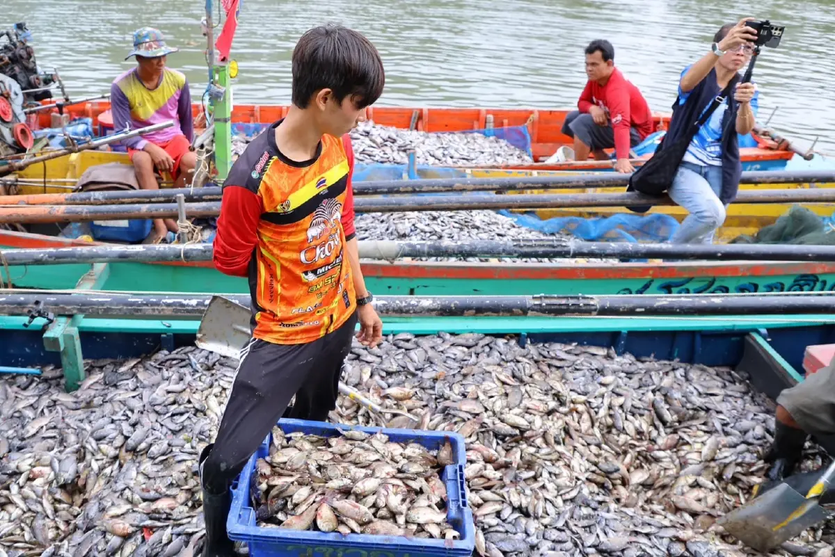 'น้ำปลาหับเผยแม่กลอง' จากปลาหมอคางดำ สินค้าโอท็อป สมุทรสงคราม พร้อมวางตลาด พ.ย.นี้