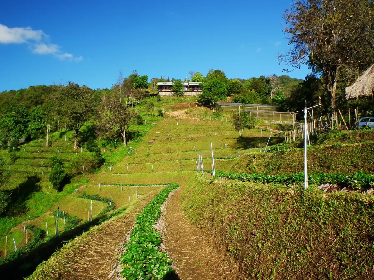 บ้านเล็กในป่าใหญ่ ฟ้าห่มปก เมื่อฟ้าปกเกล้าชาวไทยภูเขา