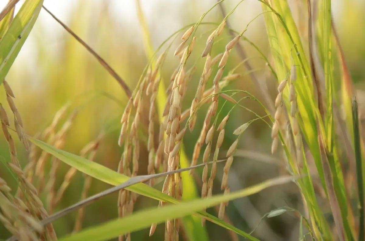 เกษตรฯเล็ง เสนอ นบข. 4 มาตรการพยุงราคาข้าวนาเปลือกปี วงเงิน 6.1 ล้านบาท