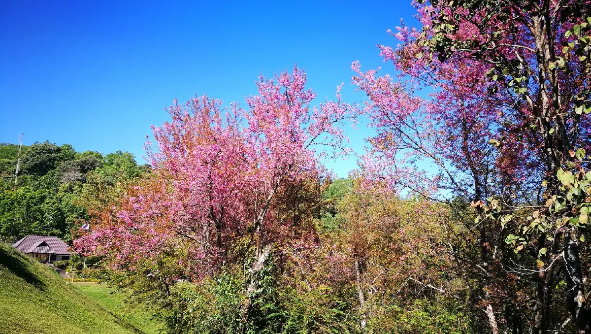 บ้านเล็กในป่าใหญ่ ฟ้าห่มปก เมื่อฟ้าปกเกล้าชาวไทยภูเขา