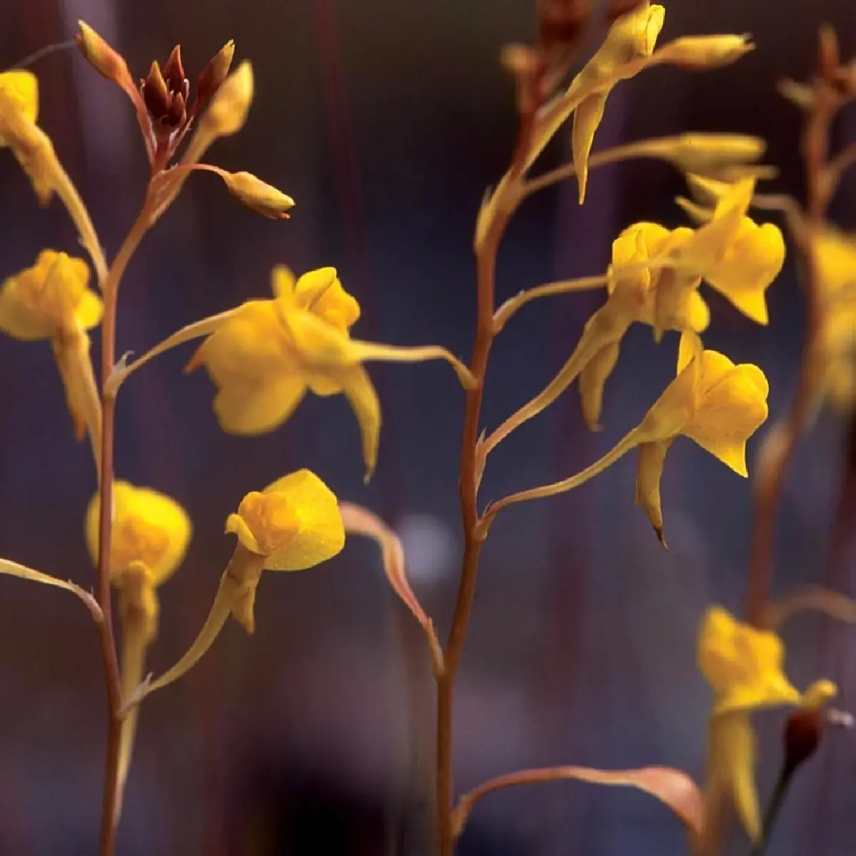 ยลโฉม บุปผาราชินี มรดกพฤกษาล้ำค่าในพระนาม "สมเด็จพระพันปีหลวง"