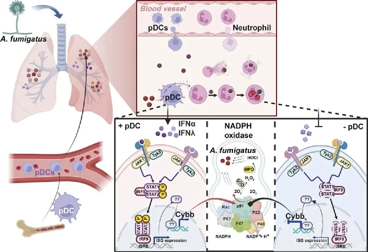 เชื้อจุลินทรีย์ 'หงส์ไทย สูตร2' เสี่ยงติดเชื้อรา ส่งผลระบบทางเดินหายใจ