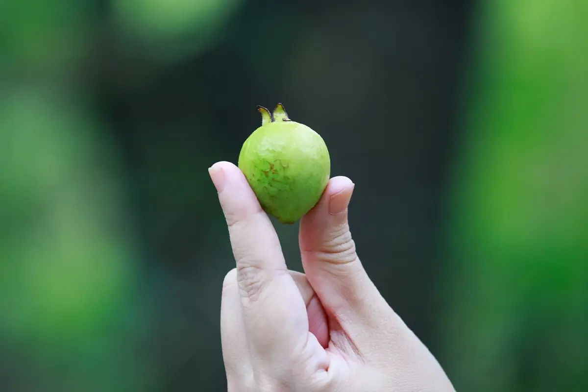 ชวนไปอาบป่า เที่ยวขุนขาน บ่อแก้ว สะเมิง ลิ้มรสอาหาร 4 ชนเผ่า