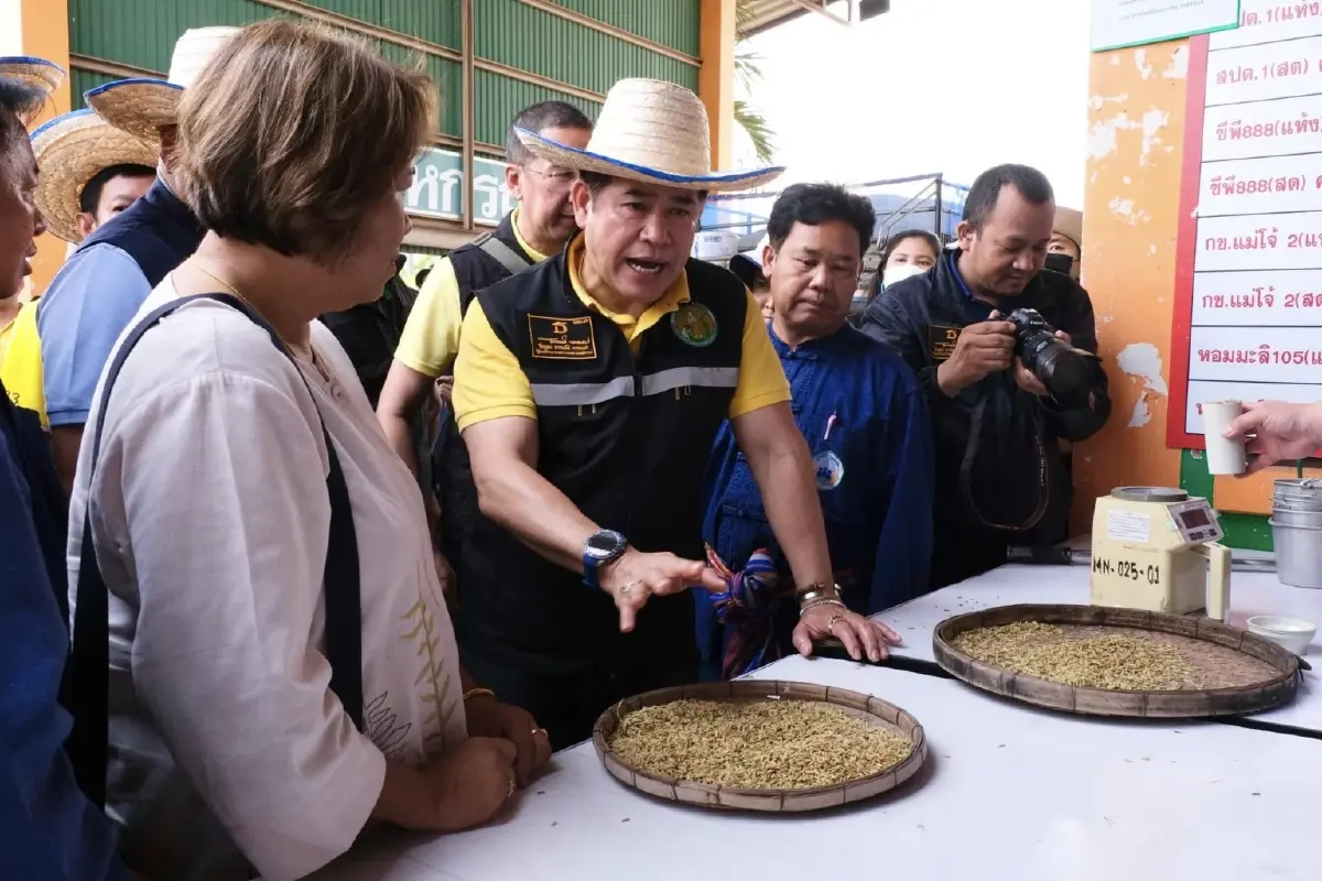 กรมส่งเสริมสหกรณ์  ตั้ง 'จุดรวบรวมข้าว' ที่สหกรณ์การเกษตร แก้ปัญหาราคาตกต่ำ