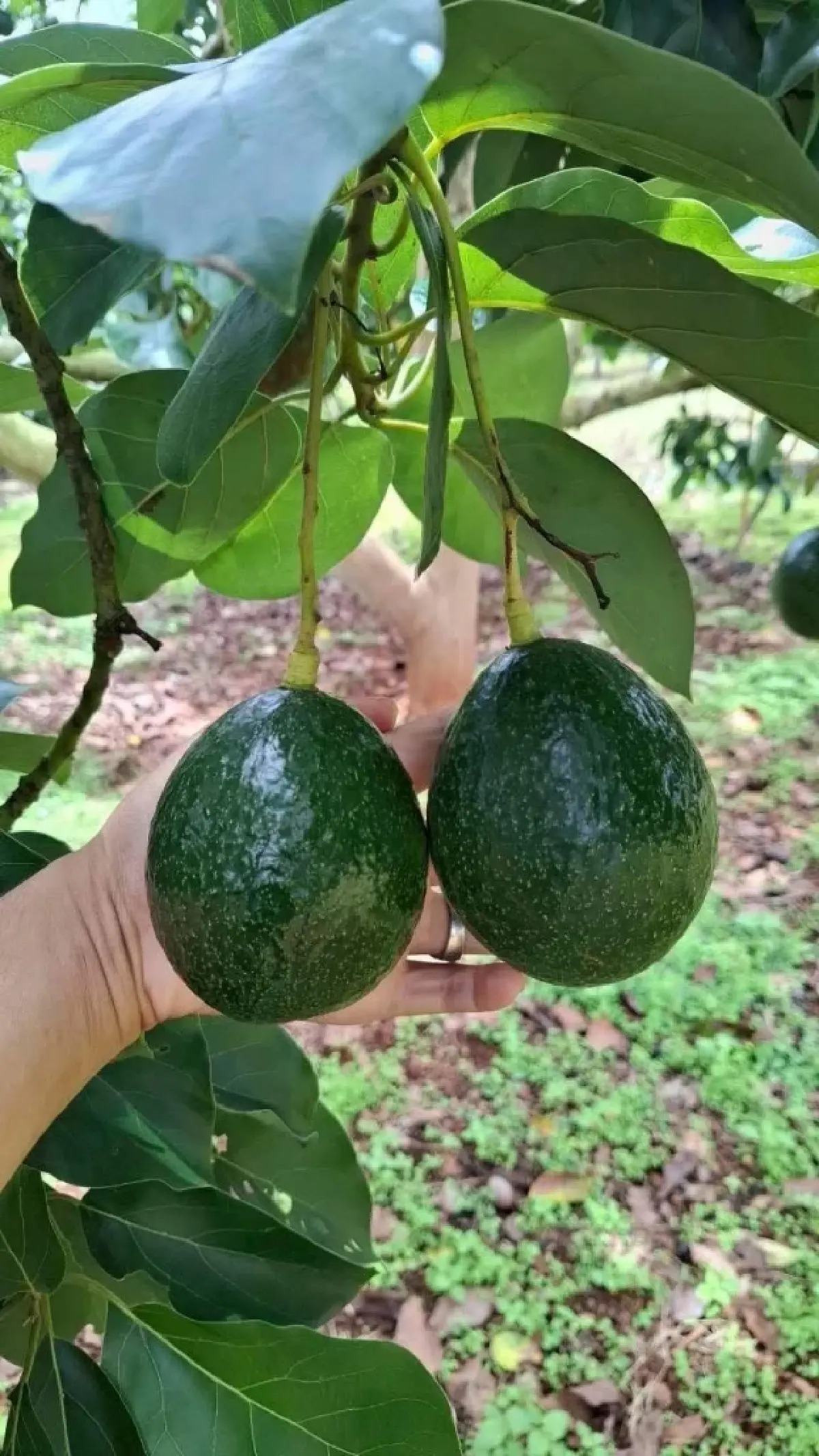 ‘อะโวคาโดพบพระ 08’ จ.ตาก ตอบรับ Longevity Trend สร้างโอกาสใหม่ให้เกษตรกรไทยอะ