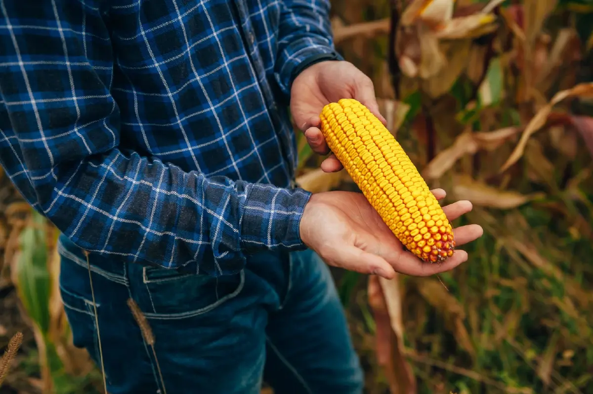 ซินเจนทา ยก เทคโนโลยีชีวภาพ ดัน ข้าวโพดเลี้ยงสัตว์ไทย เป็น พืชเศรษฐกิจแห่งอนาคต