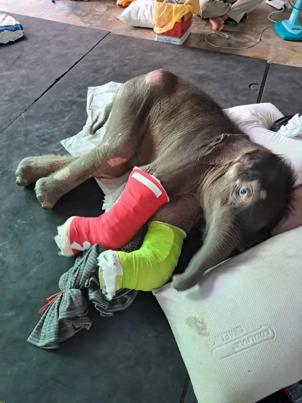 อาการล่าสุด ลูกช้างป่าพลัดหลง “ข้าวต้ม” ทีมสัตวแพทย์เผยฟื้นตัวต่อเนื่อง