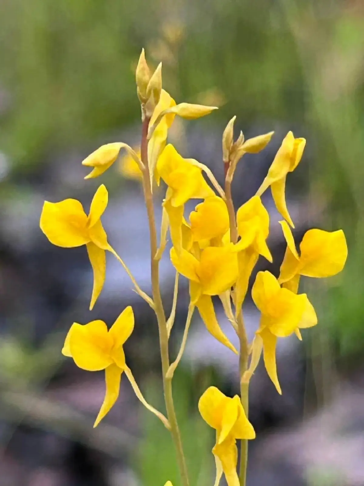 ชมความงาม "พรรณไม้พระราชทานนาม" บานสะพรั่ง ณ อุทยานแห่งชาติภูพาน