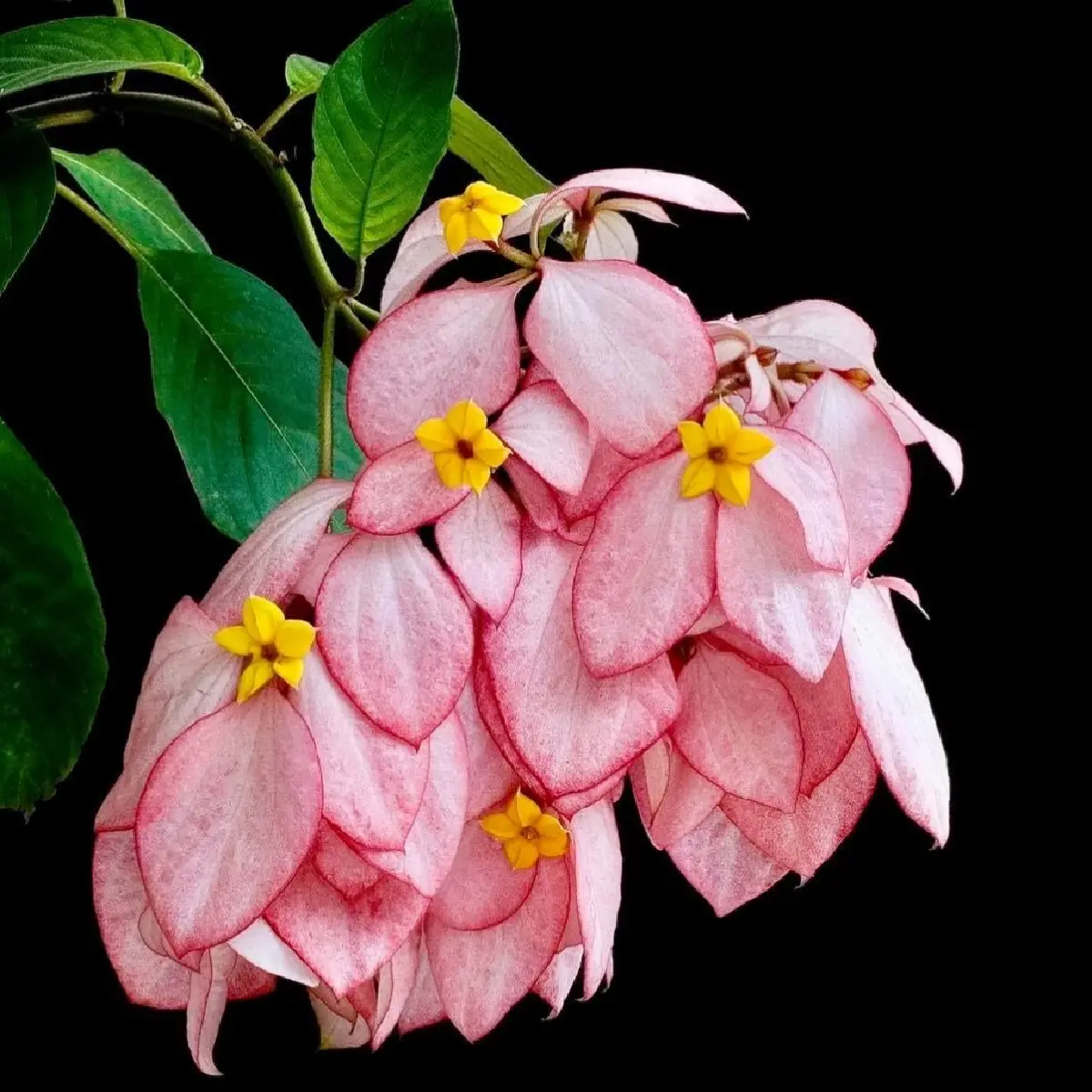 ยลโฉม บุปผาราชินี มรดกพฤกษาล้ำค่าในพระนาม "สมเด็จพระพันปีหลวง"