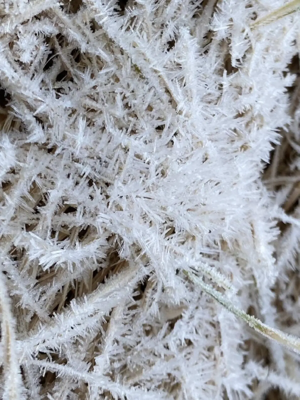 ดอยอินทนนท์ หนาวมาก 2°C นักท่องเที่ยวสัมผัสอากาศหนาว ดูแม่คะนิ้ง