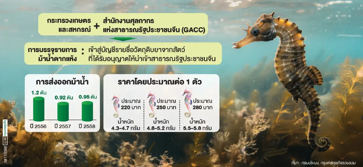 ‘ไทย’เจรจาจีนเปิดตลาด‘ม้าน้ำ’  กลับเข้าบัญชีวัตถุดิบยาจากสัตว์