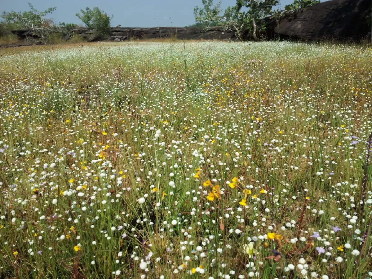 ลายแทง...ดูดอกไม้นามพระราชทาน 'สมเด็จพระพันปีหลวง'