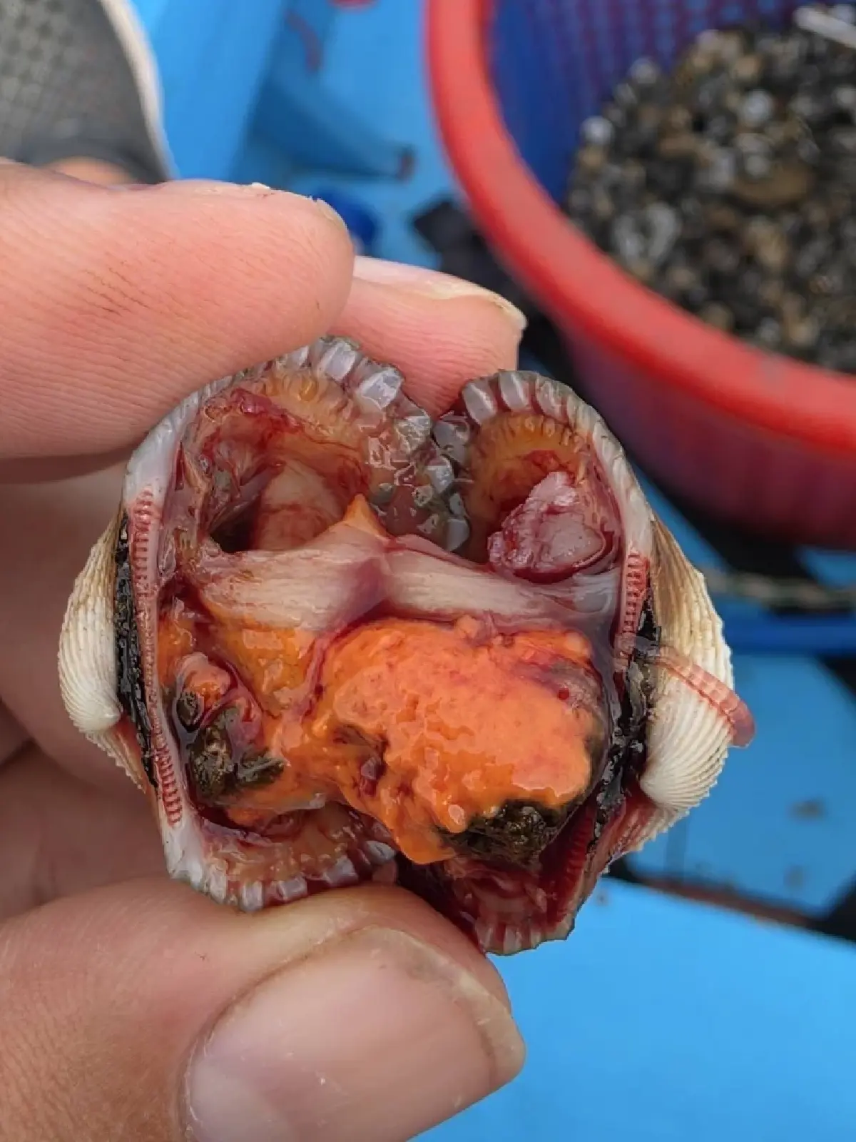 กรมประมง ปลดล็อกเทคนิคการเพาะเลี้ยง “หอยแครง” สำเร็จ เล็งยอดสู่เชิงพาณิชย์