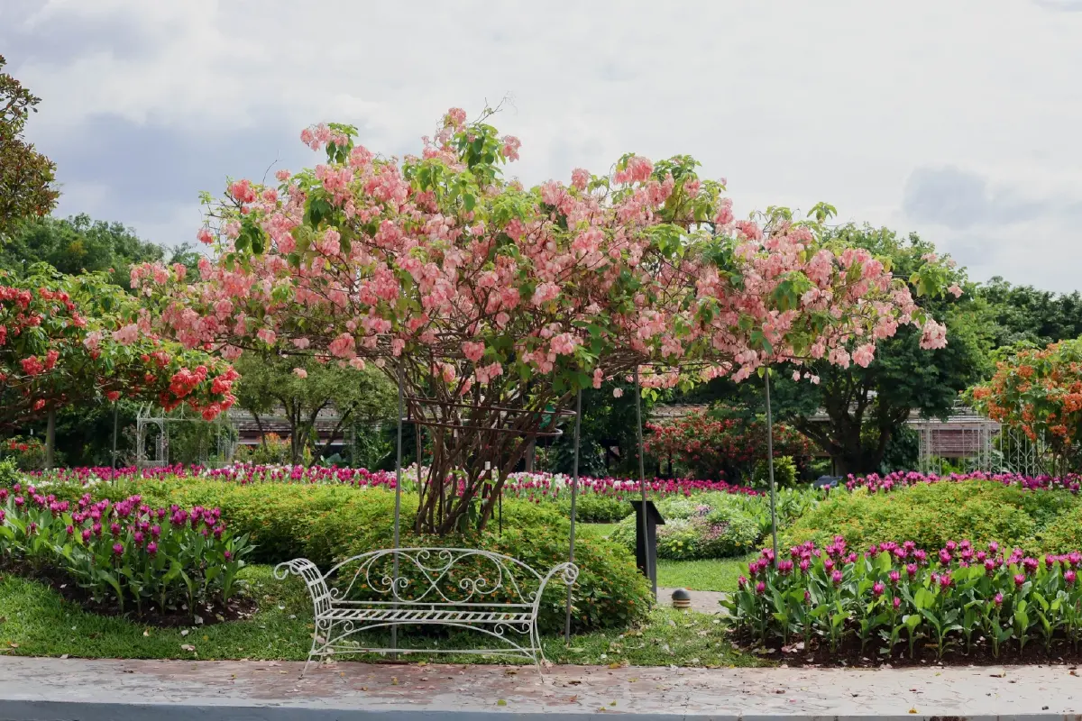 ความสุขบานสะพรั่งที่ 'อุทยานหลวงราชพฤกษ์' ชมดอนญ่าควีนสิริกิติ์