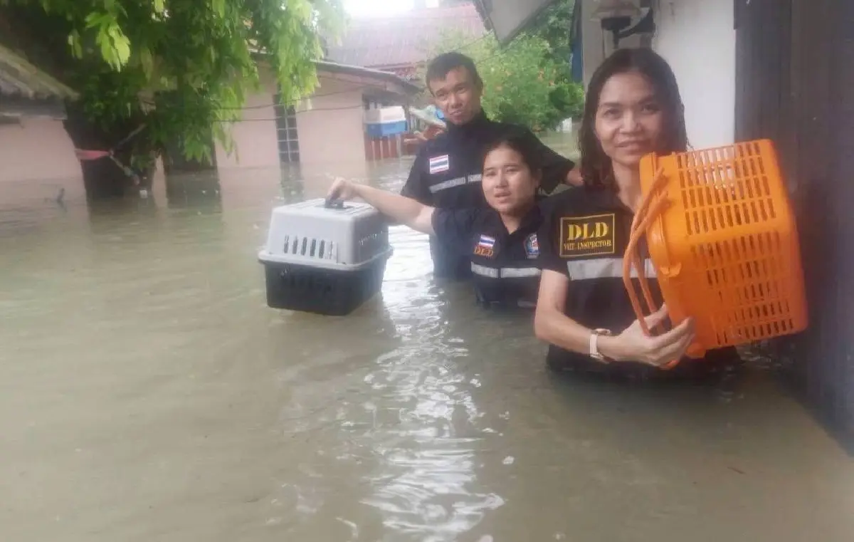 ปศุสัตว์ เปิดเกณฑ์เยียวยาความเสียหายปศุสัตว์ 9 จว.ภาคใต้ ส่งทีมสัตวแพทย์ลงพื้นที่