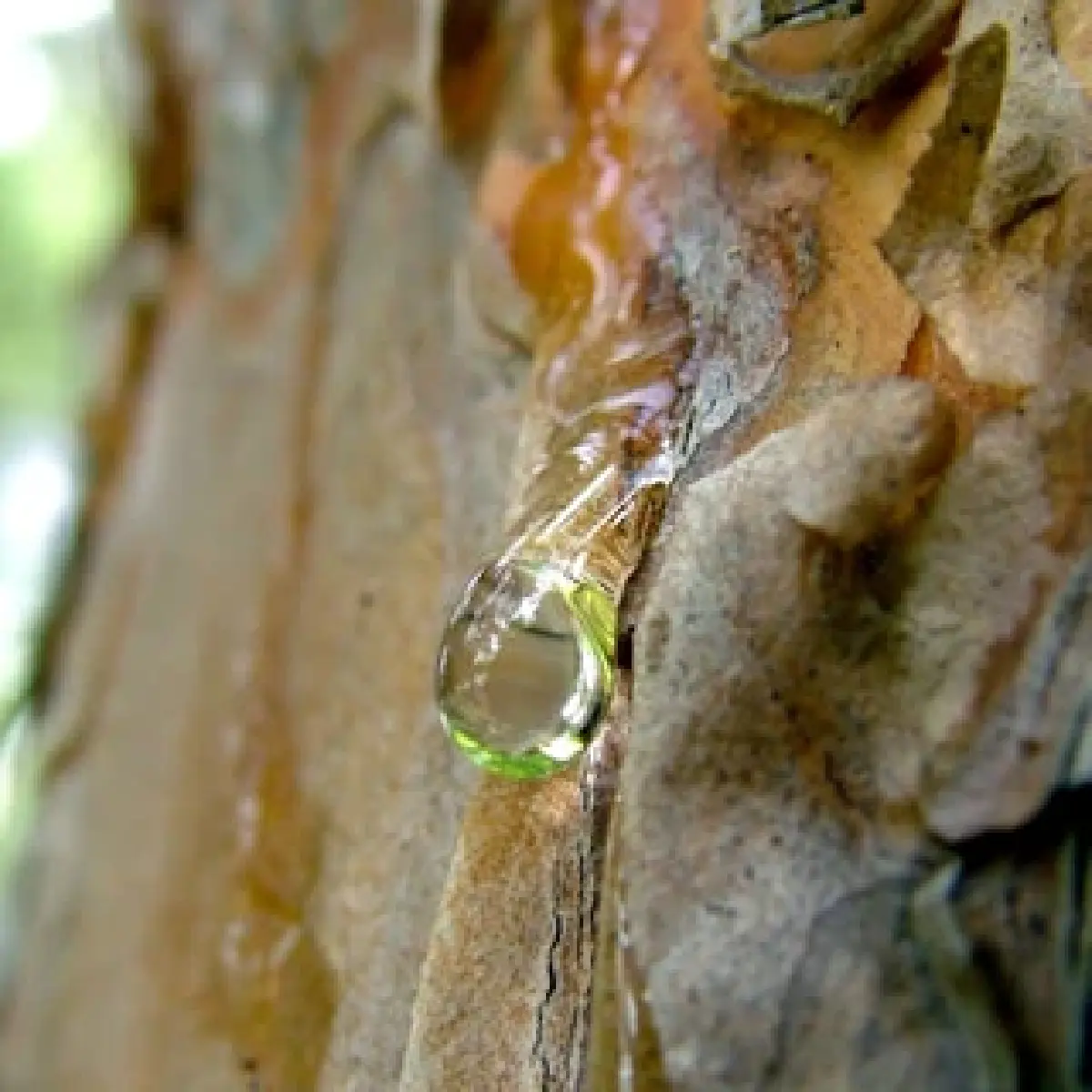 ไวน์กรีซ ดื่มด่ำอารยะธรรมโบราณ