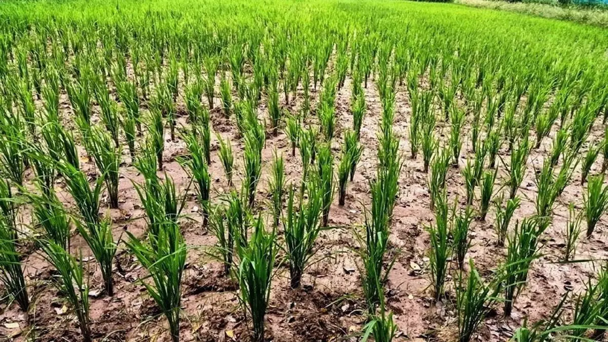'ใบรับรองเมล็ดพันธุ์'หนุนตลาดใหม่   คุณประโยชน์ข้าวไทยไม่ใช่แค่อิ่มท้อง