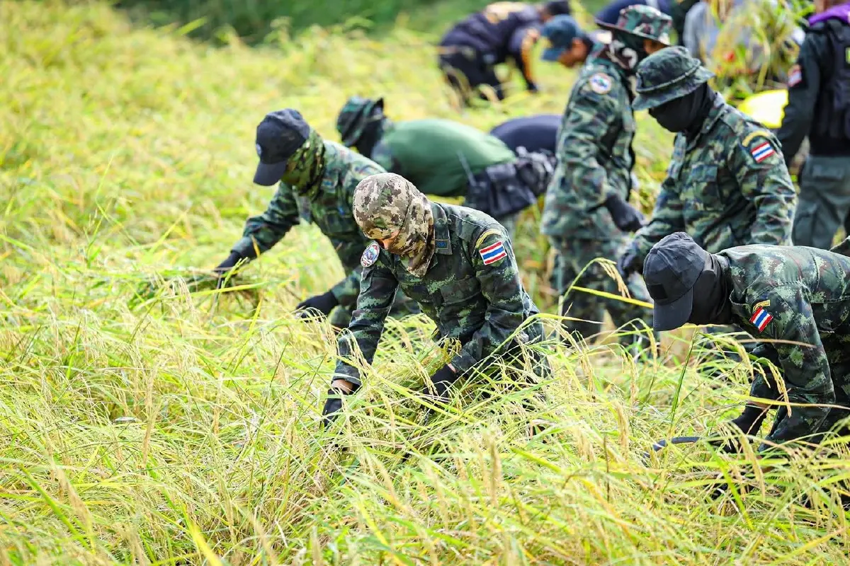 ทหารถือปืน-เกี่ยวข้าว ช่วยชาวนาชายแดนสระแก้ว ทบ.ย้ำอธิปไตยชาติ