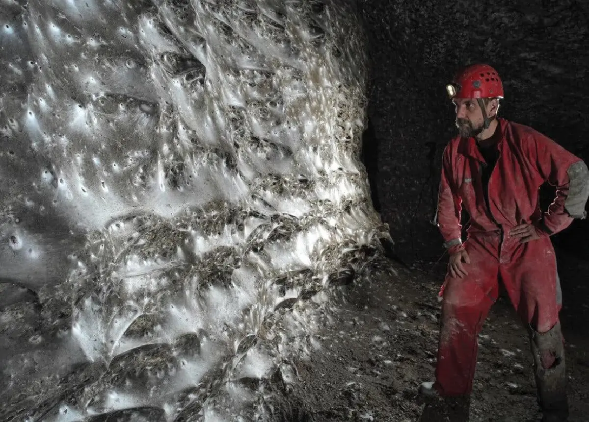 พบ ‘ใยแมงมุม’ ใหญ่ที่สุดในโลกขนาด 106 ตร.ม. แมงมุมสองสายพันธุ์อาศัยรวมกันนับแสนตัว