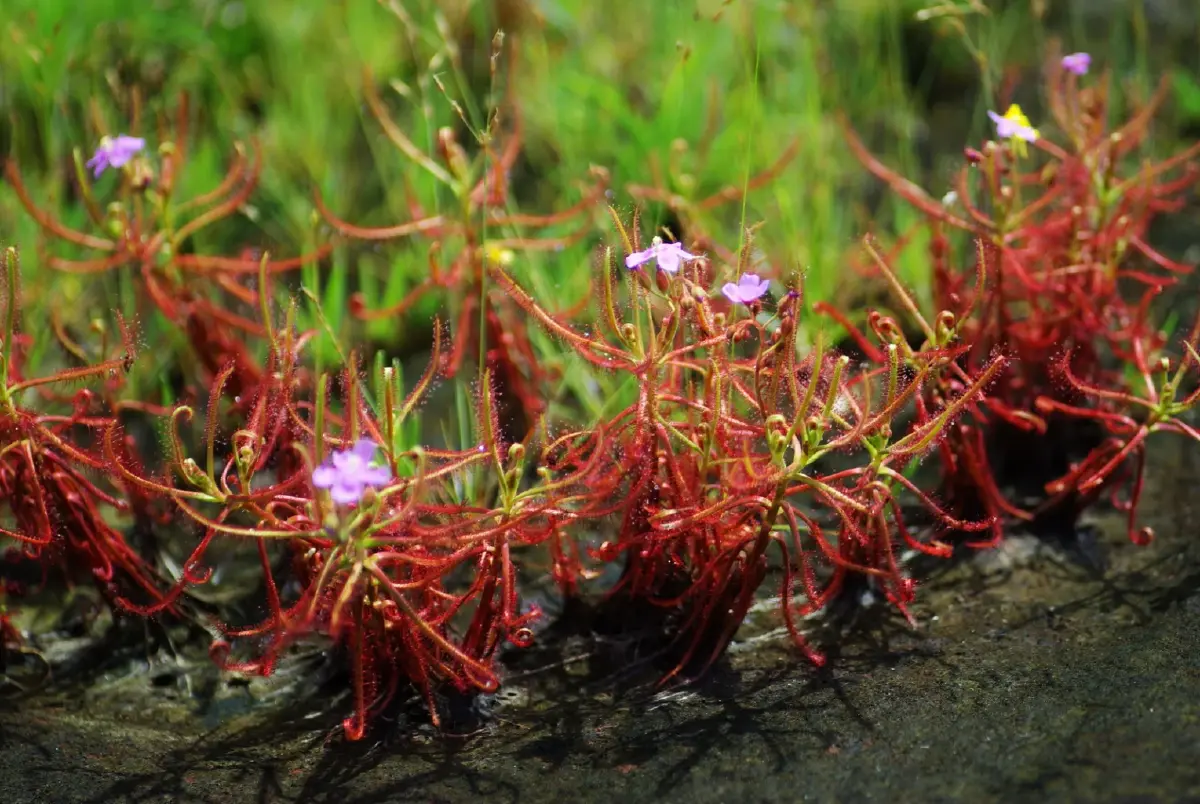 ลายแทง...ดูดอกไม้นามพระราชทาน 'สมเด็จพระพันปีหลวง'