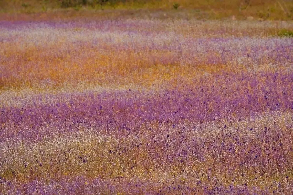 งามดุจภาพวาด ทุ่งดอกไม้ป่านามพระราชทาน บานสะพรั่ง ณ วนอุทยานน้ำตกผาหลวง