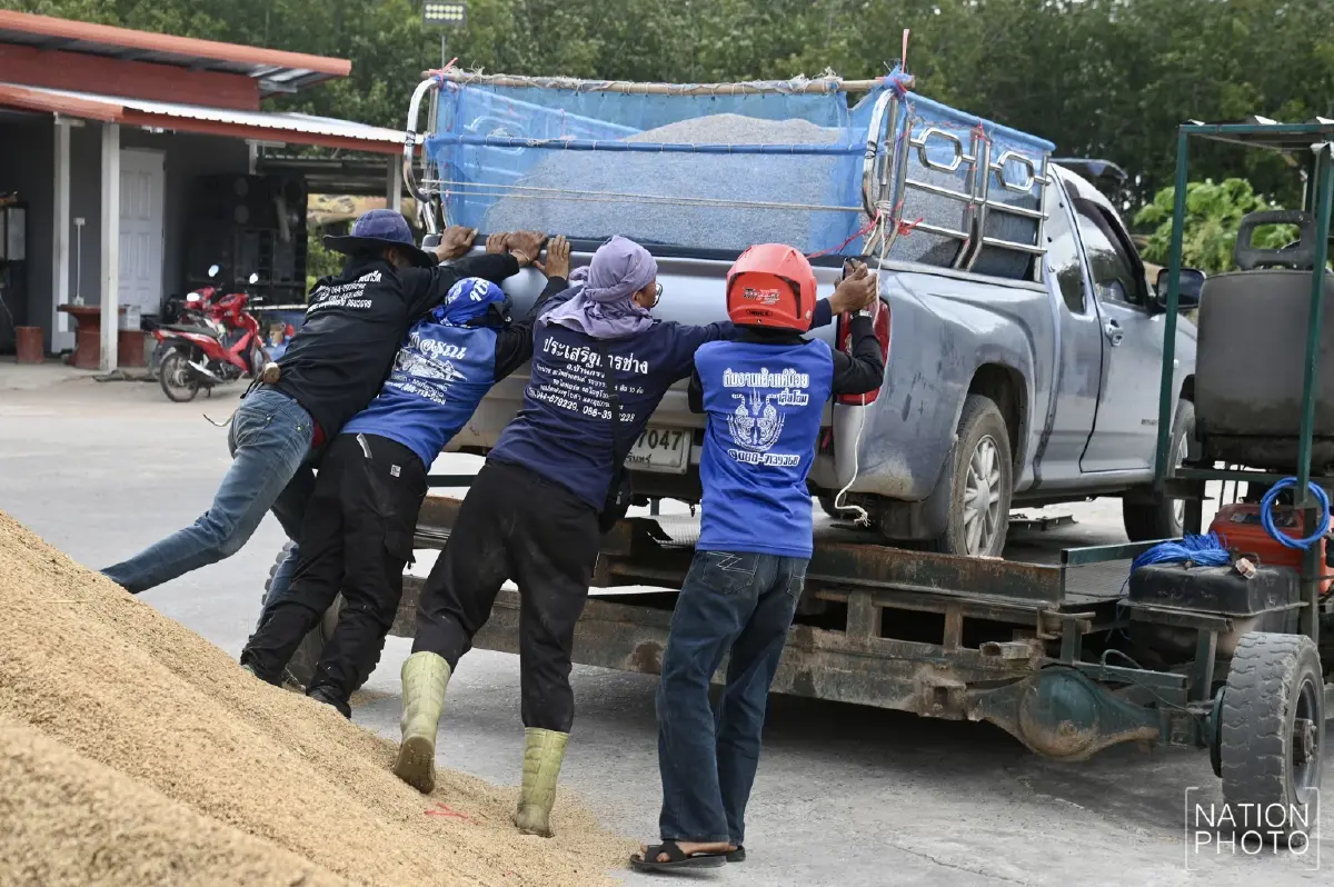 ข้าวหอมมะลิสุรินทร์ พุ่งตันละ 13,000 บาท ชาวนาเร่งขาย หวั่นกระทบชายแดน