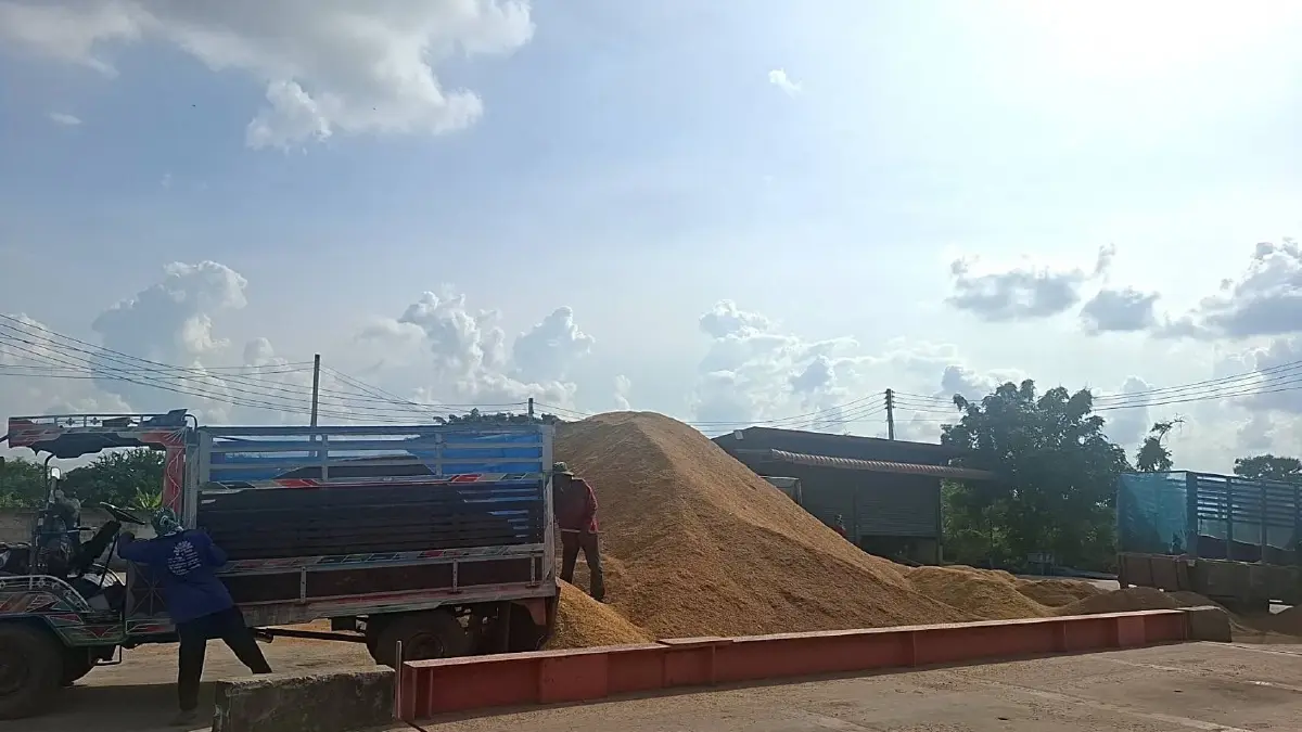 สหกรณ์การเกษตร เปิดจุดรับซื้อข้าว ทั่วประเทศ เป้า 4 ล้านตัน