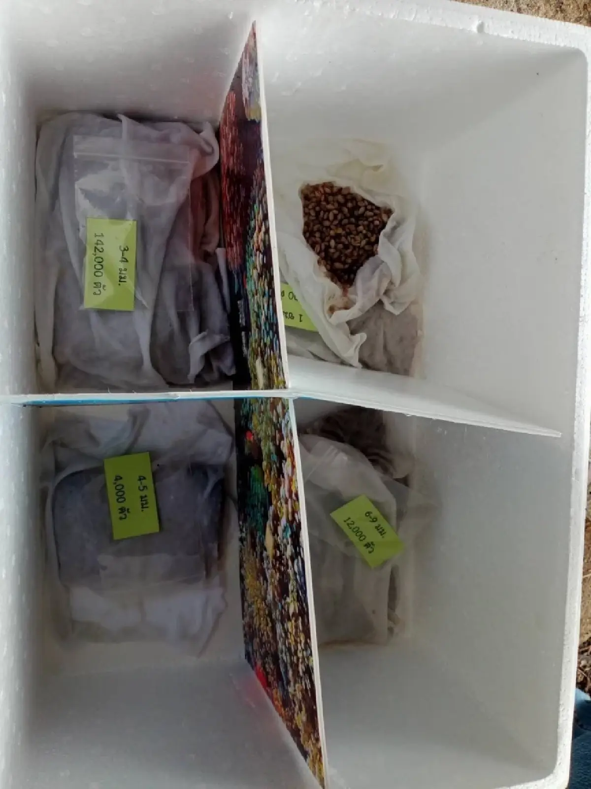 กรมประมง ปลดล็อกเทคนิคการเพาะเลี้ยง “หอยแครง” สำเร็จ เล็งยอดสู่เชิงพาณิชย์