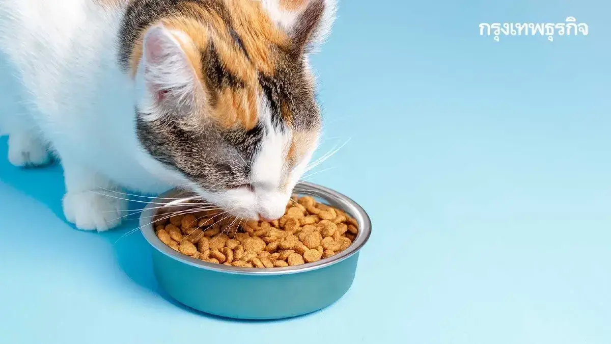 ส่อง “ตลาดแมวจีน” โตแรง จากสัตว์เลี้ยงสู่”เศรษฐกิจแมว”ครบวงจร