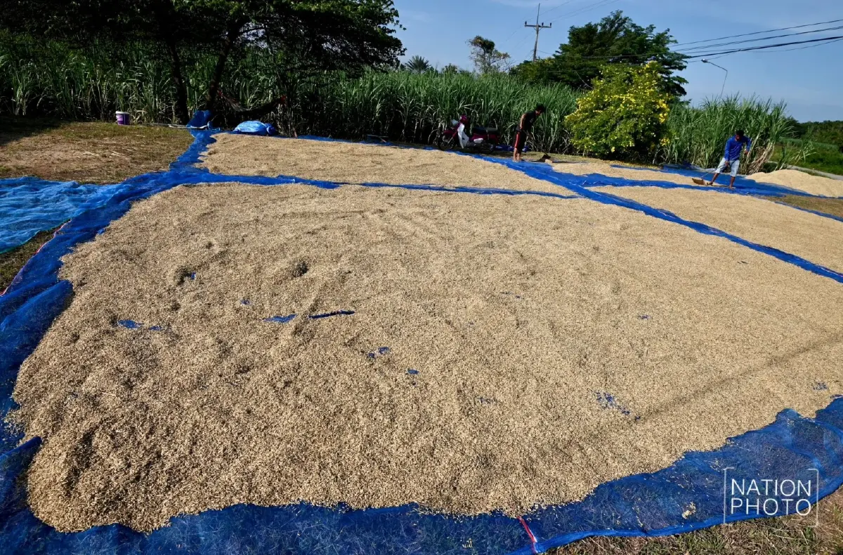 ชายแดนเดือด! ชาวนาหนองหญ้าแก้ว ยอมขาดทุน ตัดข้าวเขียว หนีปะทะซ้ำ