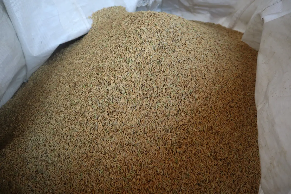 “พาณิชย์”ลดค่าธรรมเนียมส่งออกข้าว หนุนเกษตรกร–รายย่อยโกอินเตอร์ ขยายตลาดข้าวไทยทั่วโลก