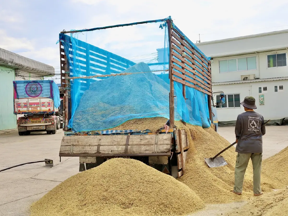 สหกรณ์การเกษตร เปิดจุดรับซื้อข้าว ทั่วประเทศ เป้า 4 ล้านตัน