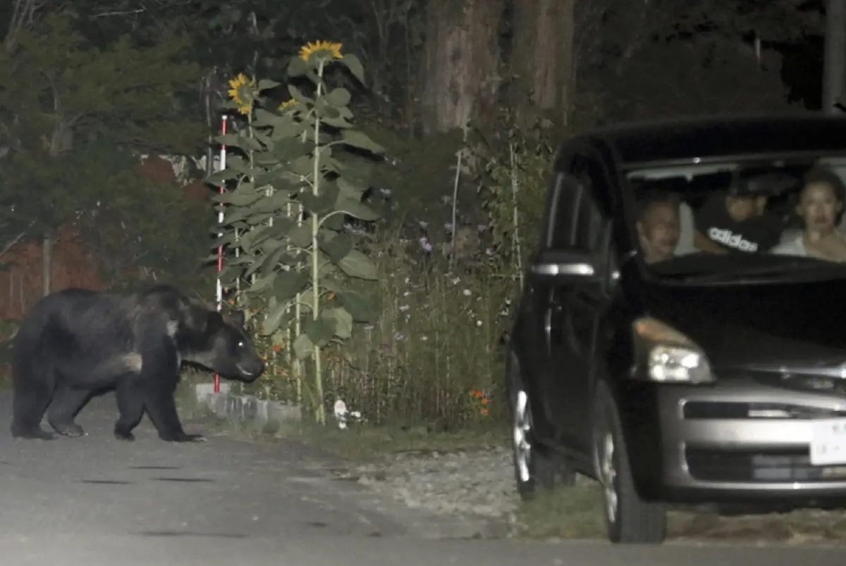 ‘หมีญี่ปุ่น’ ฆ่าคนมากเป็นประวัติการณ์ บุกรุกเขตเมือง เพราะขาดอาหาร