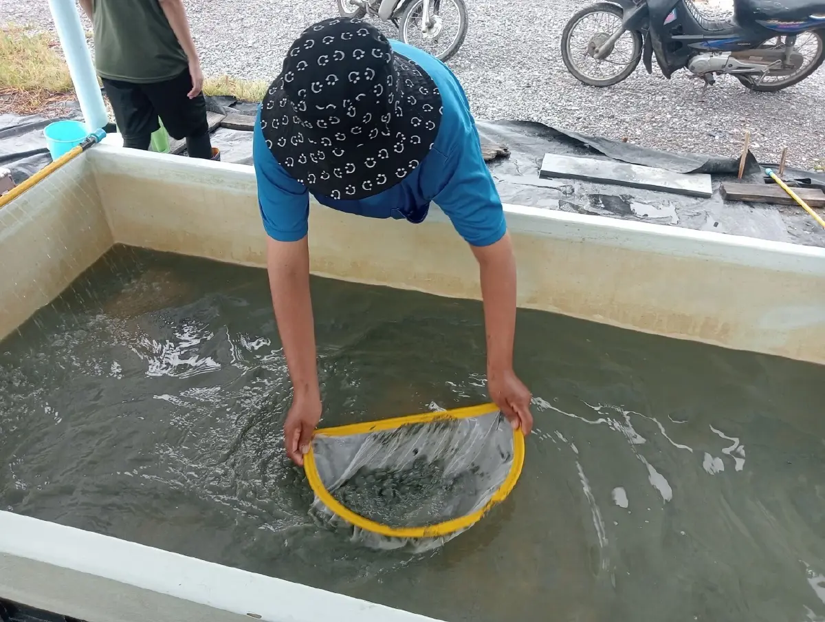 กรมประมง ปลดล็อกเทคนิคการเพาะเลี้ยง “หอยแครง” สำเร็จ เล็งยอดสู่เชิงพาณิชย์