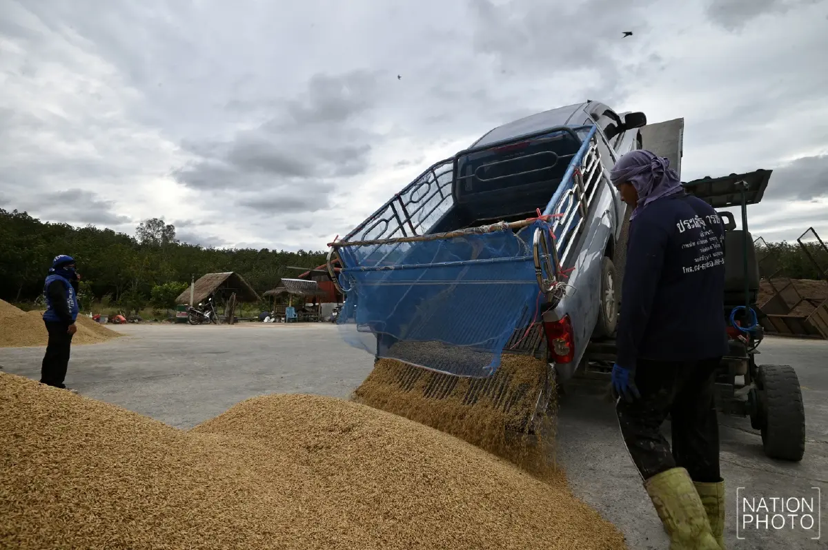 ข้าวหอมมะลิสุรินทร์ พุ่งตันละ 13,000 บาท ชาวนาเร่งขาย หวั่นกระทบชายแดน