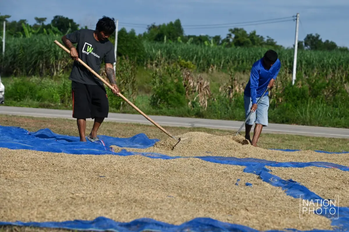 ชายแดนเดือด! ชาวนาหนองหญ้าแก้ว ยอมขาดทุน ตัดข้าวเขียว หนีปะทะซ้ำ