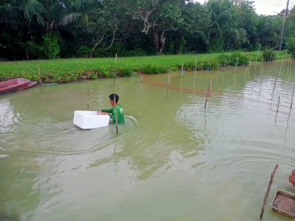 กรมประมง ปลดล็อกเทคนิคการเพาะเลี้ยง “หอยแครง” สำเร็จ เล็งยอดสู่เชิงพาณิชย์