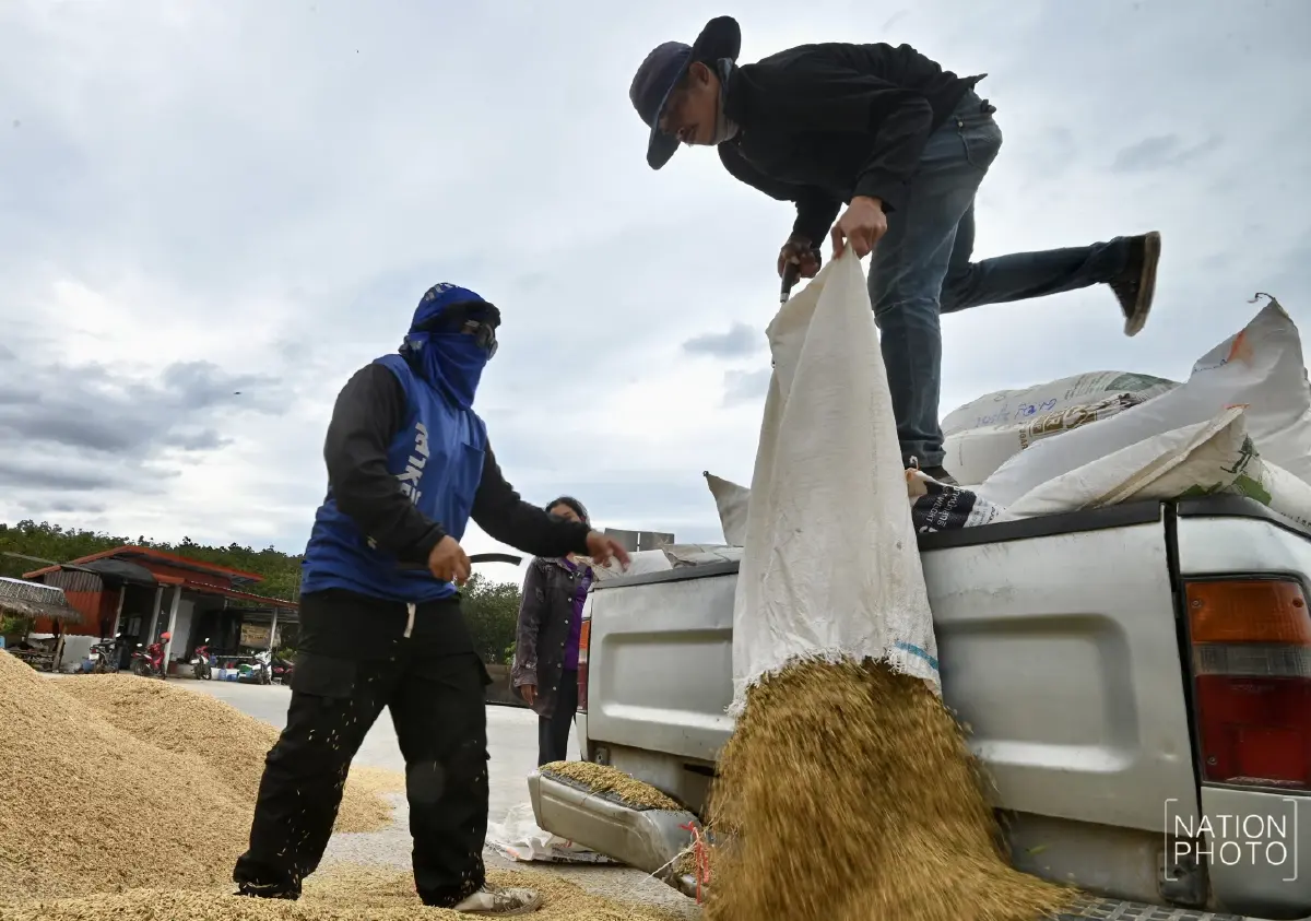 ข้าวหอมมะลิสุรินทร์ พุ่งตันละ 13,000 บาท ชาวนาเร่งขาย หวั่นกระทบชายแดน
