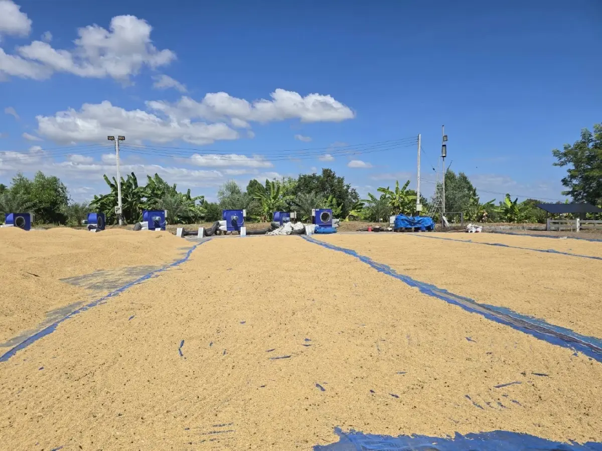 ราคาข้าวเปลือกดีดขึ้นรับออร์เดอร์ใหม่ ขณะพ.ย.ผลผลิต17ล้านตันเตรียมทะลัก