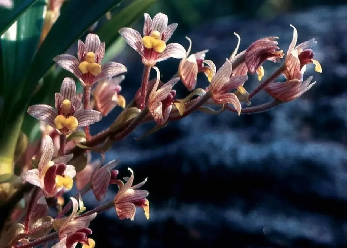 ชมความงดงาม 'นิมมานรดี' กล้วยไม้ป่านามพระราชทาน 'สมเด็จพระพันปีหลวง'