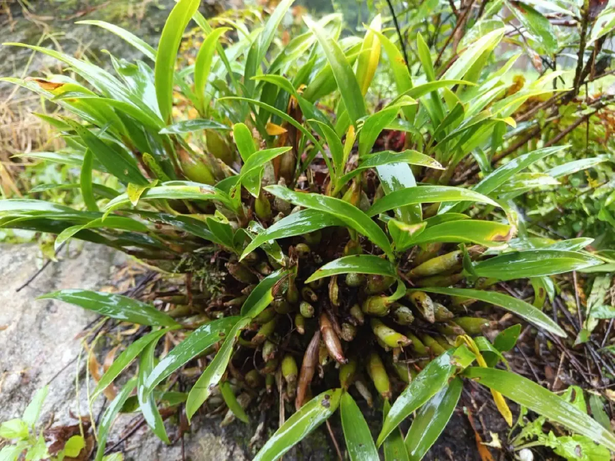 ชมความงดงาม 'นิมมานรดี' กล้วยไม้ป่านามพระราชทาน 'สมเด็จพระพันปีหลวง'